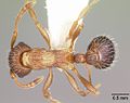 Myrmica nearctica casent0104839 dorsal 1. jpg