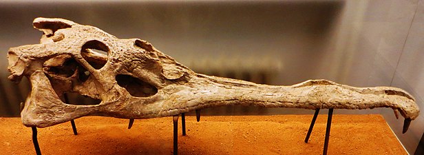 Mystriosuchus-phytosaurin fossiili paleontologisessa museossa Tübingenissä.