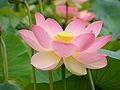 Flor del Nelumbo nucifera, loto sagrado, loto indio, y a veces también llamado como rosa del Nilo, en el jardín botánico de Adelaida, al sur de Australia. Sus semillas pueden germinar después de 30 siglos. Por Peripitus.