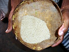 Traditional medicinal rice of Niyamgiri Hills, India