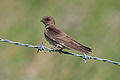 Northern rough-winged swallow