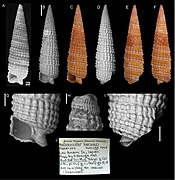 Cautotriphora hervieri.