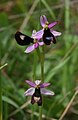 Bertolonis Ragwurz (Ophrys bertolonii)