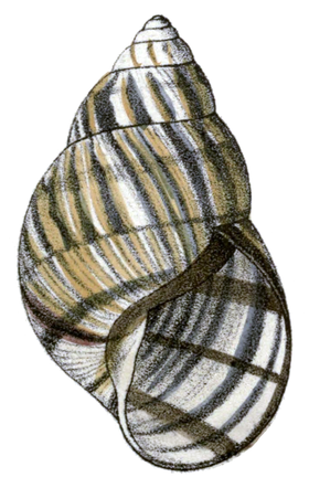 Nesta ilustração de 1889 é possível observar a vista inferior de uma concha de Orthalicus reses (Say, 1830);[1] espécie da Flórida, Estados Unidos, atribuída à região de Stock Island.[2]