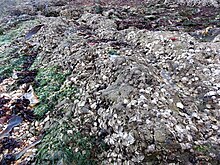 Rocks in intertidal zone covered by oysters, at Bangchuidao Scenic Area, Dalian, Liaoning Province, China Oyster Dalian.JPG