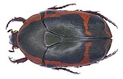 Pachnoda flaviventris