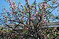 A peach tree in blossom
