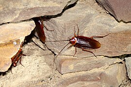 Amerikaanse kakkerlak (Periplaneta americana)