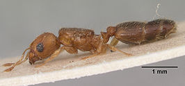 Pheidole tarda