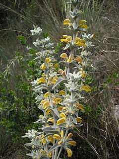 Description de l'image Phlomis crinita 2 (Espagne).JPG.