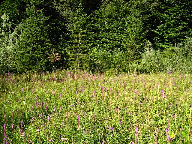 File:Plitvice_Lakes,_Croatia,_Meadow.JPG