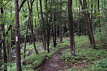 Single-track trails at Prompton State Park