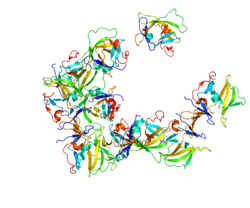 Protein DDX58 PDB 2QFB.png