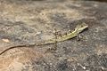 green fan-throated lizard（Ptyctolaemus gularis、トビトカゲ亜科Ptyctolaemus属）