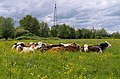 Koeien in natuurgebied de Kleine Zaag