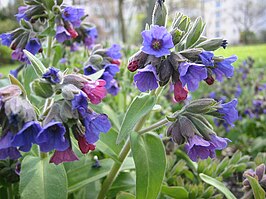 Pulmonaria mollis