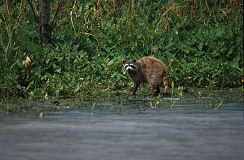 English: Raccoon photographed in the Delta Nat...