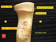 Radius, radial head - anterior view