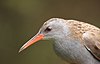 Water Rail