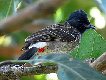 P. c. haemorrhousus, Srilanko.