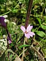 Rezerwat przyrody Mechowiska Czaple. Przedstawiciel rodzaju Epilobium.