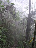 Miniatura para Bosque tropical del Pacífico