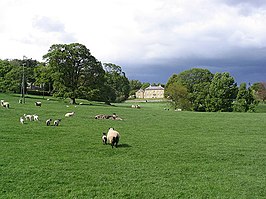 Schapen en herder