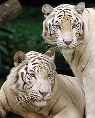 Tigre blanc dans TIGRE 192px-Singapore_Zoo_Tigers_cropped