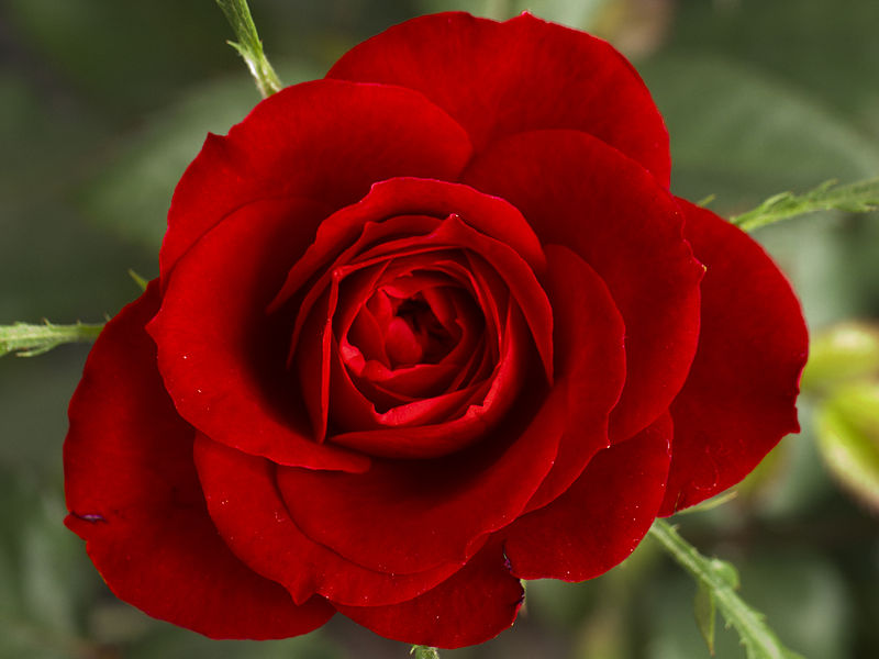 Small Red Rose.JPG
