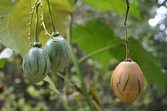 Solanum betaceum Cav.jpg