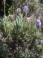 Lavandula dentata