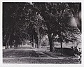 Steiner facing East from railroad towards picnic grounds