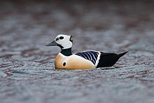 Steller's Eider (Polysticta stelleri) (13667966664).jpg