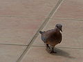 Palmtaube Laughing Dove