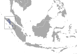 En azul, a distribución do xénero Pongo na illa de Sumatra, sendo a mancha inferior a correspondente ó orangután de Tapanuli e as restantes a orangután de Sumatra.