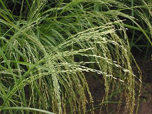 Teff (Eragrostis tef).