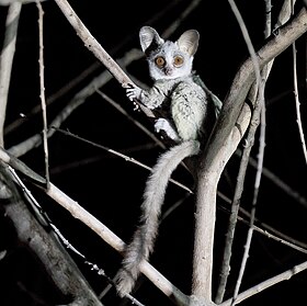 Moholi galaago (Galago moholi)