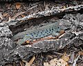 Lézard ocellé (Timon lepidus).