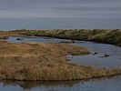 Saltmarsh behind the beach