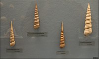 קונכיות של מיני טורית שונים, בהן טורית מקדחית וטורית מקלונית