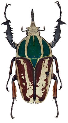 Mecynorhina ugandensis