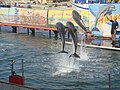 Миниатюра для Файл:Utrish Dolphinarium 4.JPG