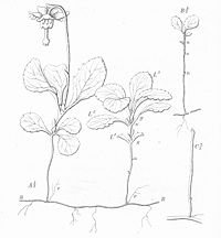 Warming-Skudbygning-Fig23-Moneses-uniflora.jpg