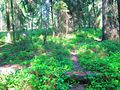 Sichtbar ausgetretener Wildwechsel im Schutzgebiet