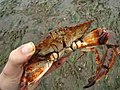 Cancer productus In in the Yaquina Bay