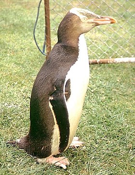 Pinguim-de-olho-amarelo(Megadyptes antipodes)