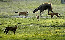 Dholes attacking a sambar, Bandipur National Park 2012-bandipur-dhole-sambar.jpg