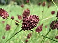 Miniatuurafbeelding voor de versie van 12 aug 2014 10:00