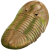 202003 Trilobite.svg