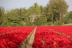 Flowers near Espel